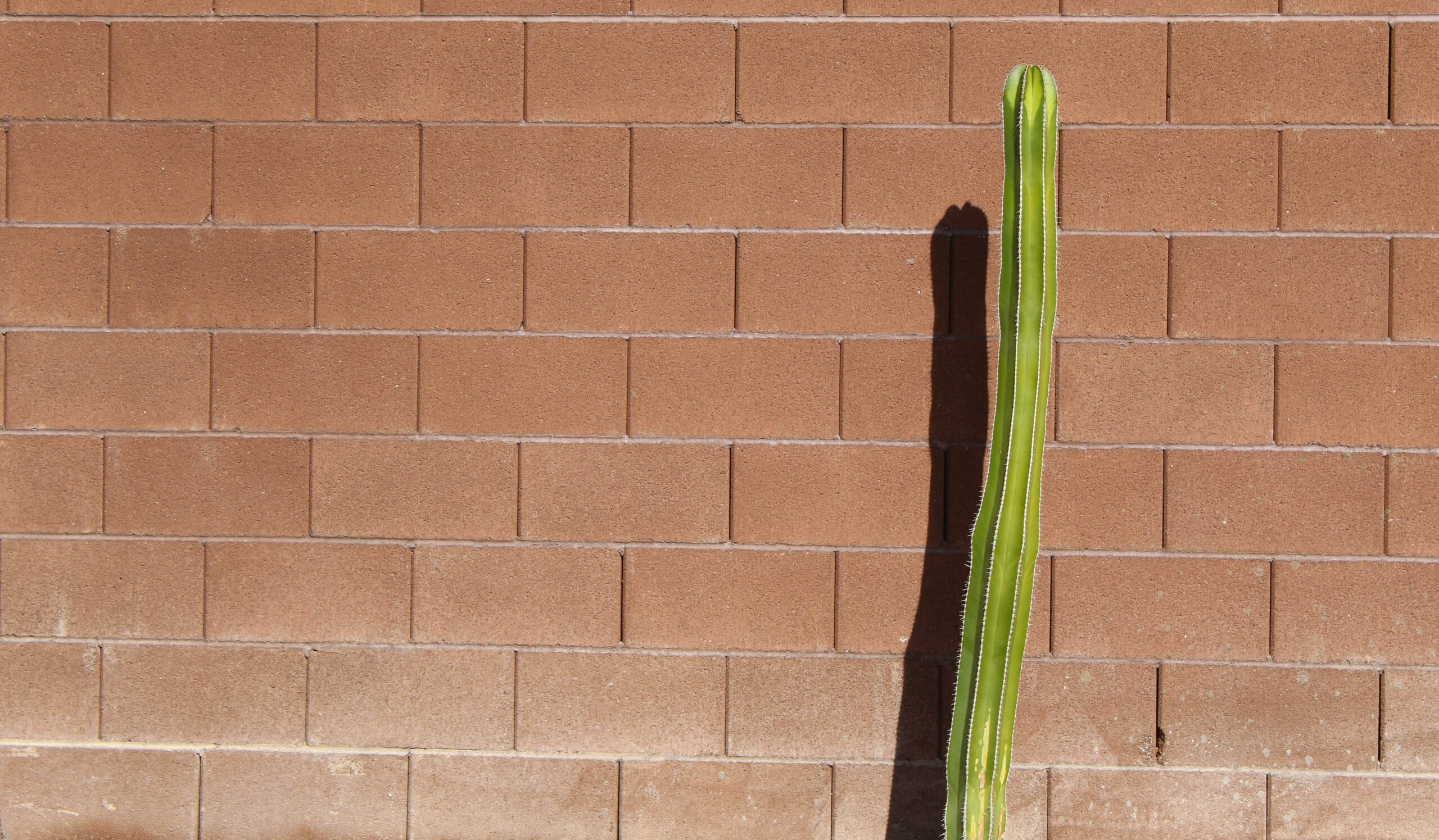 A cactus casting it's shadow on a red cinderblock wall in Las Vegas.